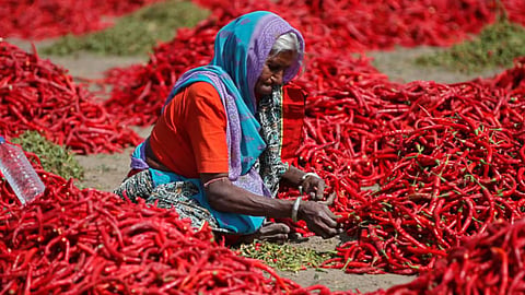 Jawari Chilli Price