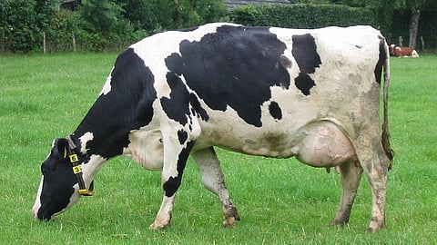 cow