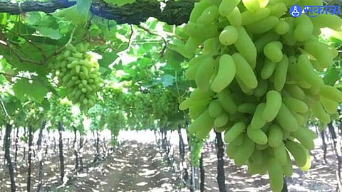 grape