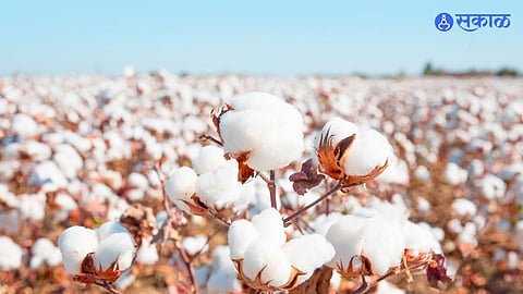 Cotton Price