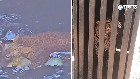 Leopard