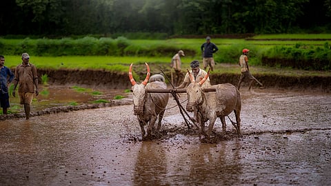 konkan agriculture