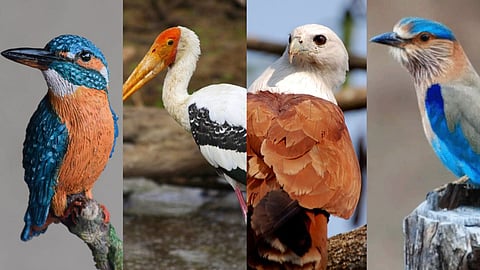 Bird Species
