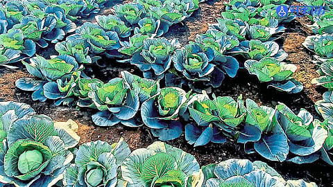 Shirwal in trouble Should cabbage be harvested or buried in the field Production 