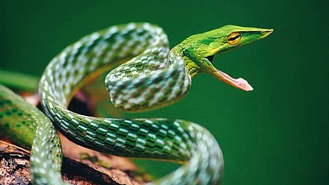 Harantol Snake