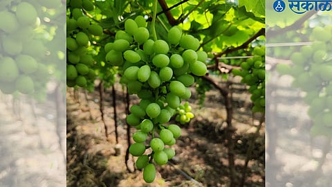 Cold-shriveled grapes.