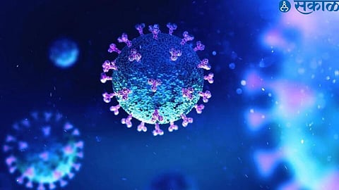 HPMV virus