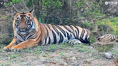 Tiger