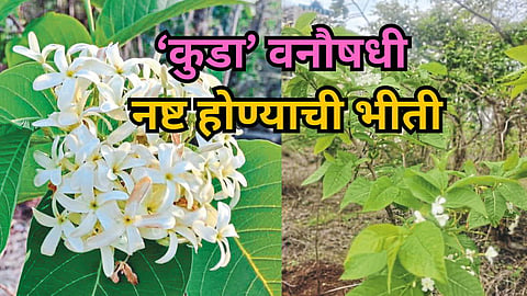 Medicinal Kuda Plants in Sindhudurg