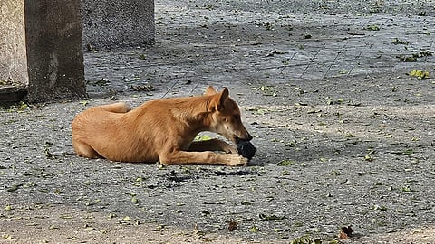 Dog