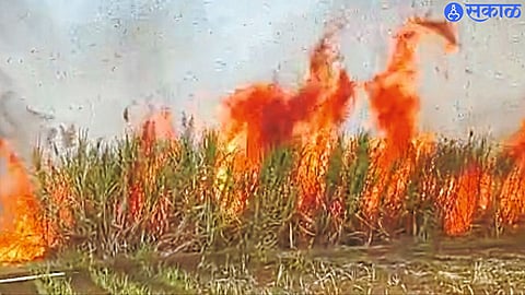 Kadegaon taluka in Sugarcane spread 