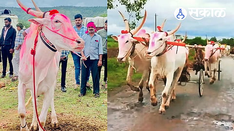 Bullock cart races