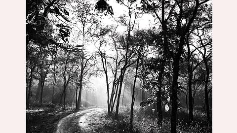 Panna National Park