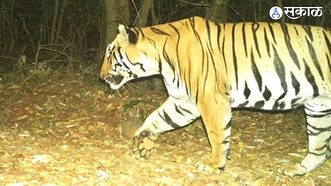 Solapur: टिपेश्वरच्या बछड्याची बार्शीत दहशत; शेतकऱ्यांमध्ये भीतीचं वातावरण!