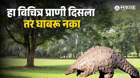 new species of pangolin in india