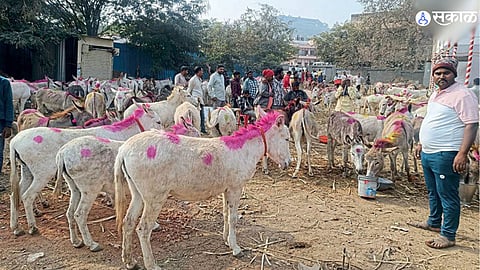 Jejuri Donkey Market