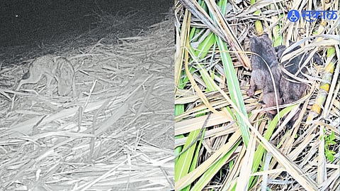 Lost wolf cubs reunite with their mother in an emotional moment after being separated for weeks