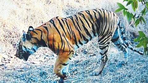 Sahyadri Tiger Project