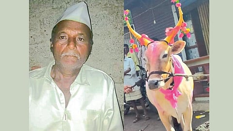 Miracle Bull Saves Farmer Life