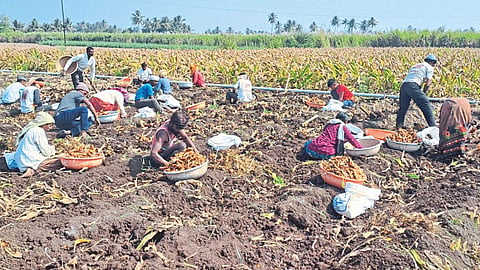 Farmers Crisis Turmeric Crop in Shirol