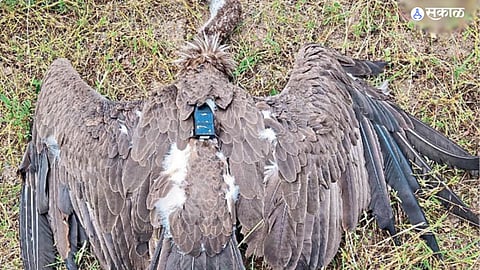 Vulture