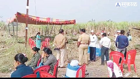 Police team, led by SP Sameer Sheikh, conducts an intensive search in sugarcane fields for the body in a widow's murder case in Phaltan.