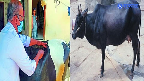 Dr. Prerna Sawale performing a life-saving 3.5-hour C-section surgery, rescuing a cow from the brink of death.