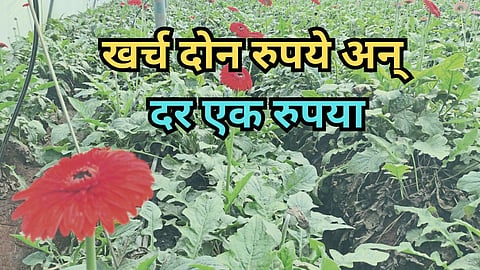 Gerbera Flower Farming