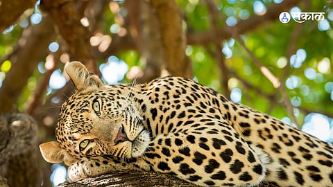 Leopard Poaching 