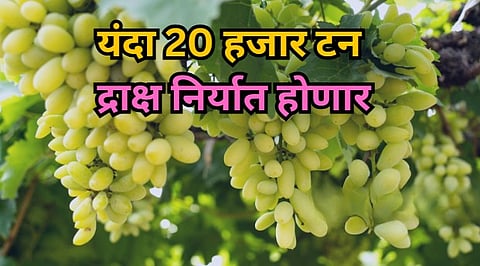 Grape Export