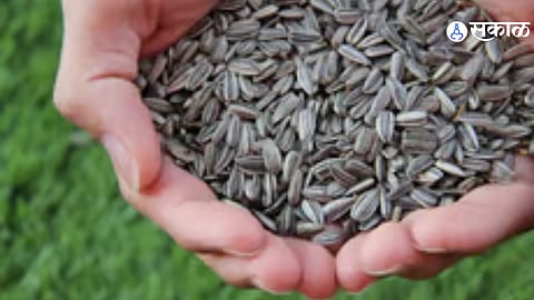 Ancient seed varieties, discovered through recent research, trace back 10,000 years, revealing the origins of agriculture.