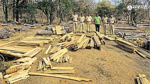 Teakwood Seized 