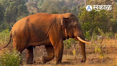 Tusker Elephant
