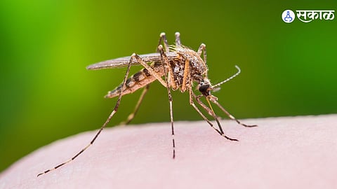 Mosquitoes on the rise in Sangli; residents advised to take preventive measures for health safety.