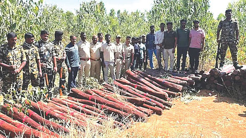 Red Sandalwood Smuggling