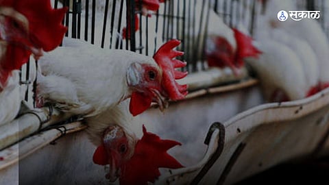 Bird Flu 