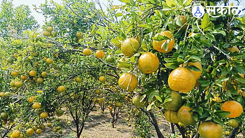Citrus farmers celebrate high market prices, ranging from ₹50 to ₹58 per kilogram, as their produce flourishes this season.