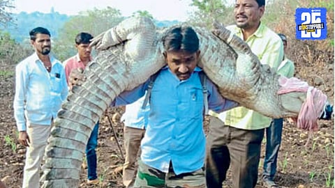 Crocodile found in Ghotka area of Lohara taluka, rescued by forest staff