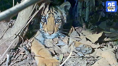 Tiger Cub
