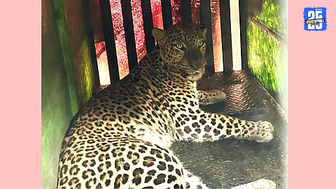 Leopard