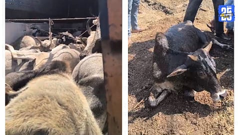 Bull Life Saving