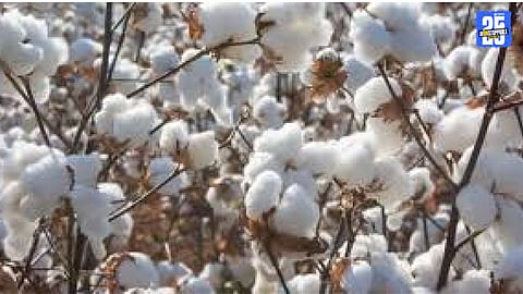 Cotton