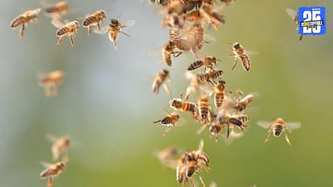 Bee Attack