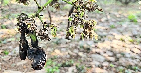 Cashew Nut