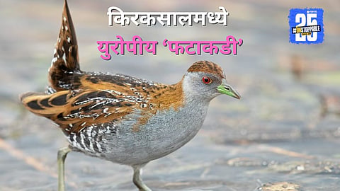 Rare Baillons Crake Bird