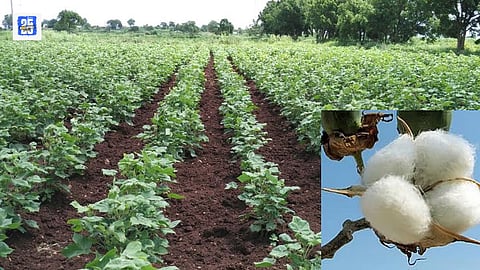 Cotton Farming