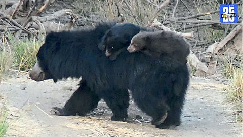 Leucistic Bear