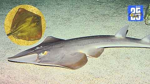 Shark and Guitarfish