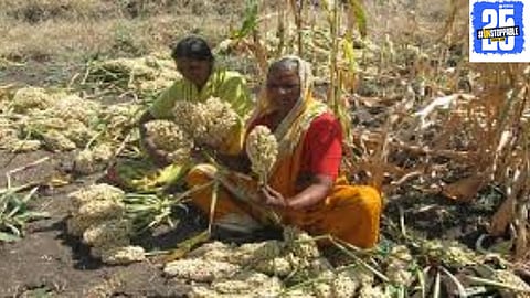 Traditional rhythms and chants like "Bhala Raan Bhala" accompany the jowar harvest in Man Taluka, symbolizing the vibrant agricultural celebrations of rural Maharashtra.