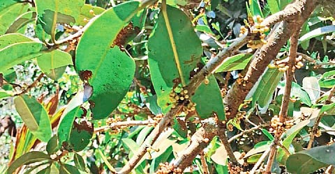Surangi Flower